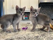 ABYSSINIAN KITTEN / CHATONS ABYSSIN - Photo 6
