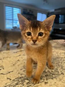 ABYSSINIAN KITTEN / CHATONS ABYSSIN - Photo 7