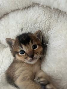 ABYSSINIAN KITTEN / CHATONS ABYSSIN - Photo 8