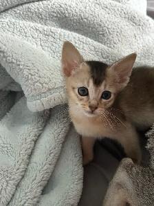 ABYSSINIAN KITTEN / CHATONS ABYSSIN - Photo 9