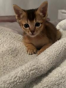ABYSSINIAN KITTEN / CHATONS ABYSSIN - Photo 10