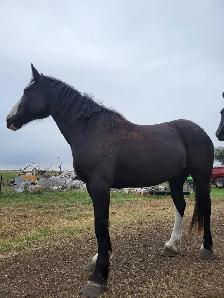 Clydesdale x Quarter Horse