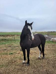 Clydesdale x Quarter Horse - Photo 2