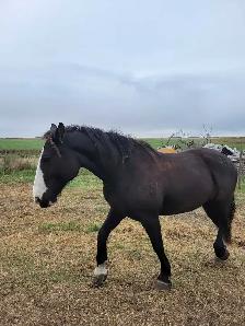 Clydesdale x Quarter Horse - Photo 3