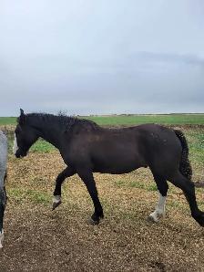 Clydesdale x Quarter Horse - Photo 4