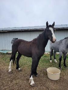 Clydesdale x Quarter Horse - Photo 5