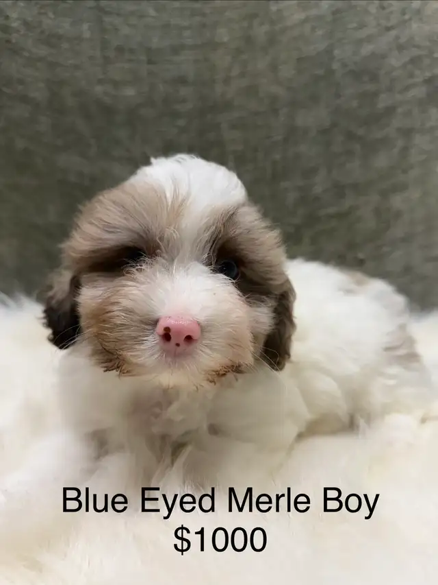 Havapoo Havanese X Toy Poodle