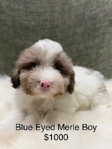 Havapoo Havanese X Toy Poodle