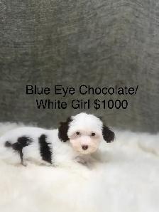 Havapoo Havanese X Toy Poodle - Photo 2