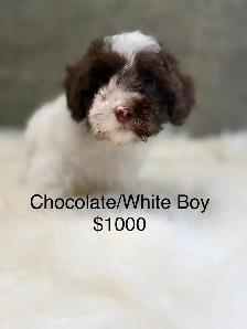 Havapoo Havanese X Toy Poodle - Photo 3