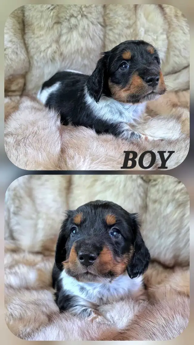 MINIATURE DACHSHUND/ CAVALIER KING CHARLES SPANIEL PUPPIES