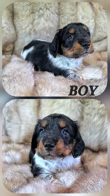 MINIATURE DACHSHUND/ CAVALIER KING CHARLES SPANIEL PUPPIES