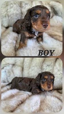 MINIATURE DACHSHUND/ CAVALIER KING CHARLES SPANIEL PUPPIES - Photo 2