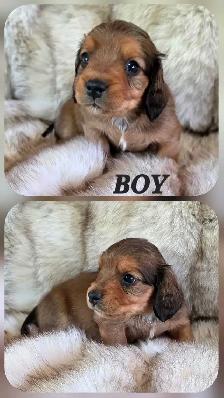 MINIATURE DACHSHUND/ CAVALIER KING CHARLES SPANIEL PUPPIES - Photo 3