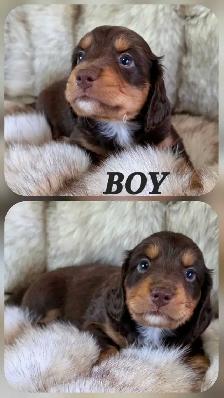 MINIATURE DACHSHUND/ CAVALIER KING CHARLES SPANIEL PUPPIES - Photo 4