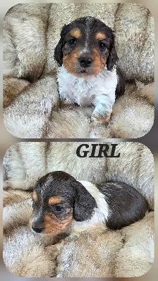 MINIATURE DACHSHUND/ CAVALIER KING CHARLES SPANIEL PUPPIES - Photo 5