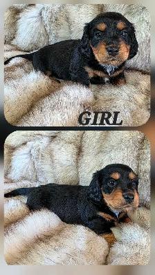 MINIATURE DACHSHUND/ CAVALIER KING CHARLES SPANIEL PUPPIES - Photo 6
