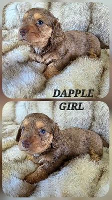 MINIATURE DACHSHUND/ CAVALIER KING CHARLES SPANIEL PUPPIES - Photo 7