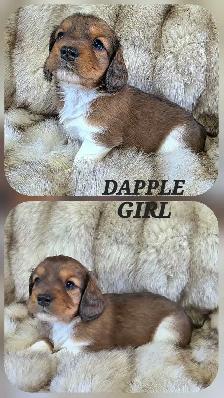 MINIATURE DACHSHUND/ CAVALIER KING CHARLES SPANIEL PUPPIES - Photo 8