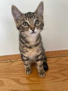 Male kitten