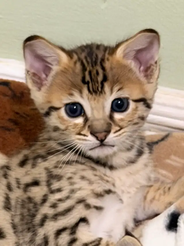 Chaton savannah F4 kitten