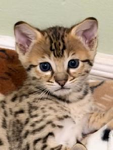 Chaton savannah F4 kitten