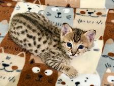 Chaton savannah F4 kitten - Photo 2