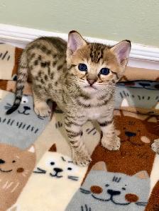 Chaton savannah F4 kitten - Photo 3