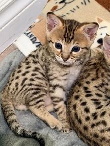 Chaton savannah F4 kitten - Photo 4