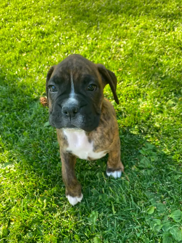 Boxer Puppies - ready for new homes Sept 26th