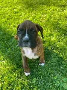Boxer Puppies - ready for new homes Sept 26th