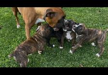 Boxer Puppies - ready for new homes Sept 26th - Photo 2