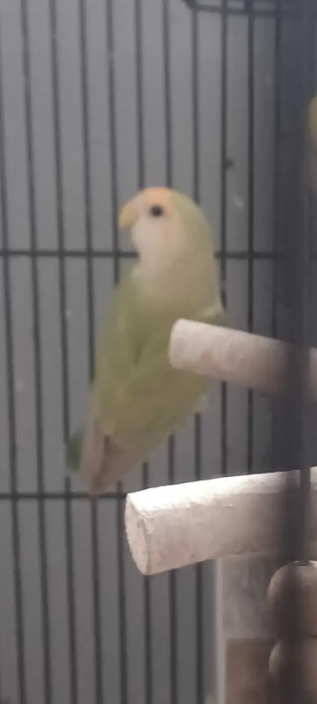 inséparable 1ans1/2 en bonne santé beau plumage $70