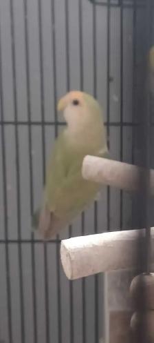 inséparable 1ans1/2 en bonne santé beau plumage $70