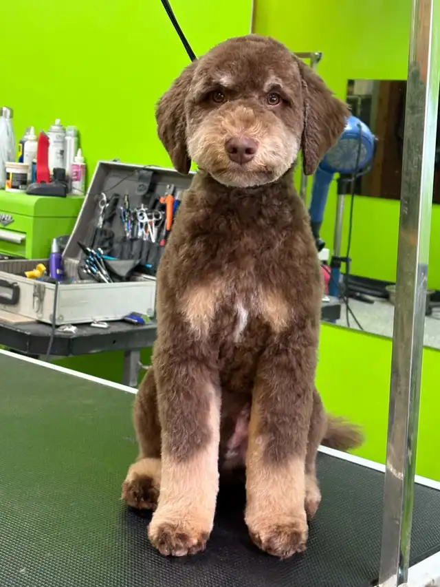Dog and Cat grooming