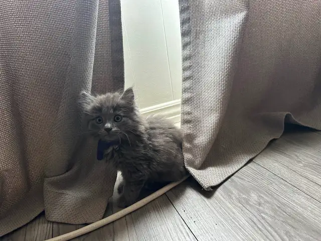 Bb chaton femelle
