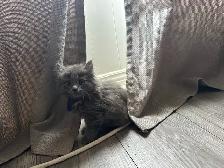 Bb chaton femelle