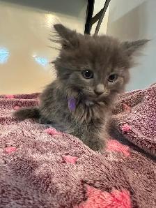 Bb chaton femelle - Photo 2