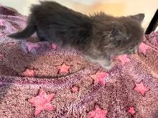 Bb chaton femelle - Photo 3