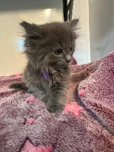 Bb chaton femelle - Photo 4