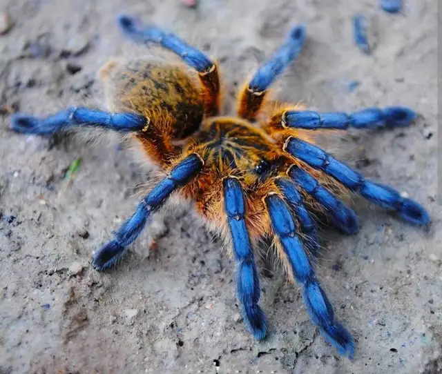Tarantulas for sale