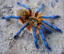 Tarantulas for sale