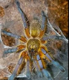 Tarantulas for sale - Photo 2