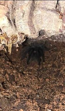 Tarantulas for sale - Photo 3