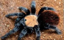 Tarantulas for sale - Photo 4