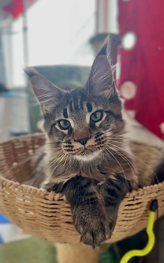 Stunning Maine Coon Kittens: Ready Now   October