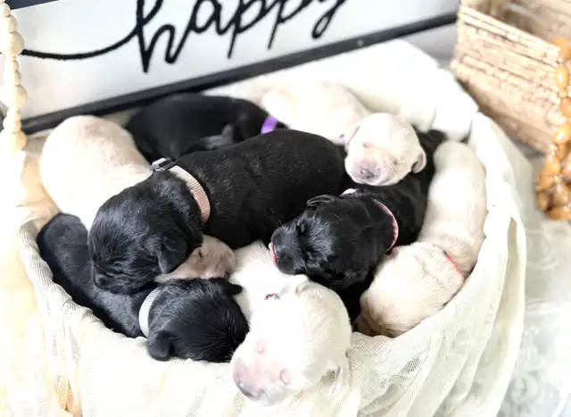 Lab/ golden retriever puppies