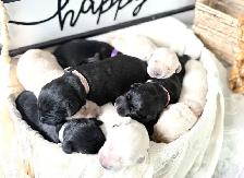 Lab/ golden retriever puppies
