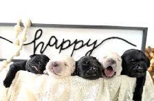 Lab/ golden retriever puppies - Photo 2