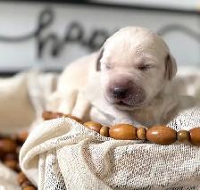 Lab/ golden retriever puppies - Photo 3
